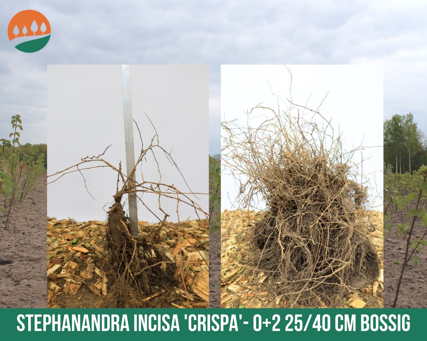 Stephanandra incisa 'Crispa' - 25-30 CM bare root 0/2 bushy